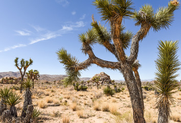 Fototapeta na wymiar Joshua trees (Yucca brevifolia) on Boy Scout Trail in Joshua Tree National Park, California