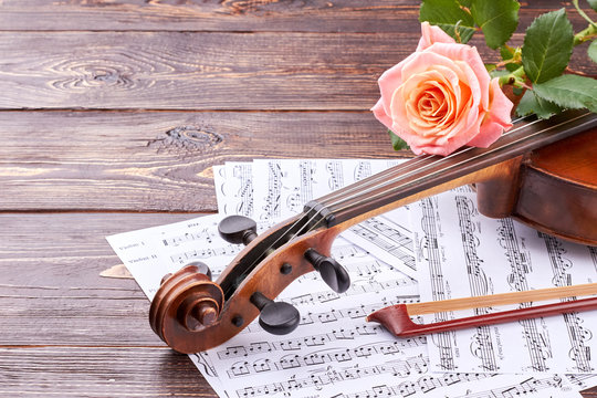 Classical music instrument and pink rose. Violin, music notes and flower on wooden background. Violin scroll and peg box. Music, love and romance.