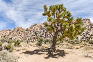 Joshua trees (Yucca brevifolia) on Boy Scout Trail in Joshua Tree National Park, California