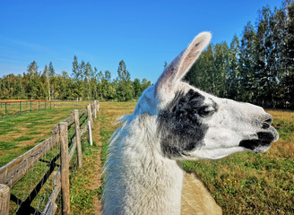 Young white llama on green field. Sunny summer day © sapsan777