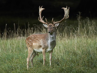 Naklejka na ściany i meble Fallow deer (Dama dama)