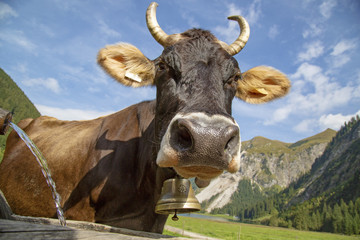 Allgäu - Kuh - Alpen - Tirol - Brunnen - Erfrischung