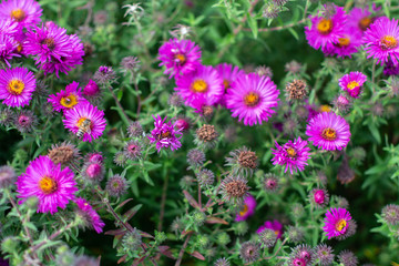 New england aster garden and a bee