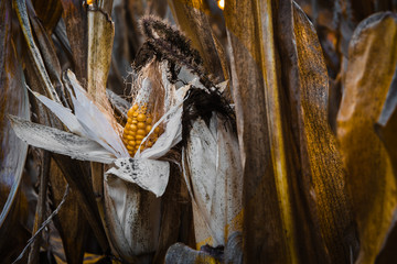 Maiskolben in vertrocknetem Maisfeld  bei Sonnenuntergang