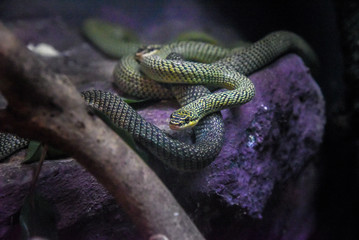 Green snake on the branch , Close up side profile portrait of beautiful Green tree python