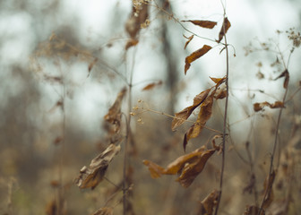 Delicate dried wildflowers on a woodland floor in the winter