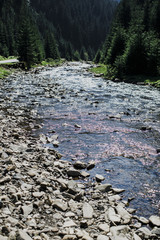 water, forest, river, beauty, relaxation