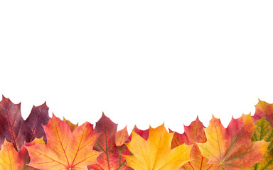 Colorful background of autumn maple tree leaves background close up. Multicolor maple leaves autumn background with copy space isolated on white. High quality resolution picture