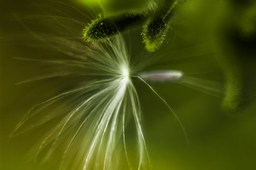 The seed head of a dandelion or Taraxacum flowers, silhouette and blurred effect.