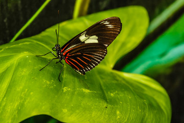 Fototapeta na wymiar butterfly with green background