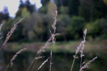 flowers in the field