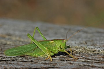 Weibliches Grünes Heupferd (Tettigonia viridissima)
