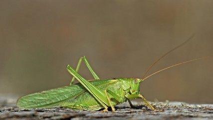 Weibliches Grünes Heupferd (Tettigonia viridissima)
