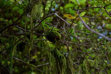 tree in forest