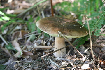 Steinpilz im Wald
