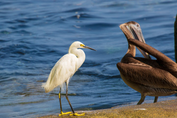 Heron