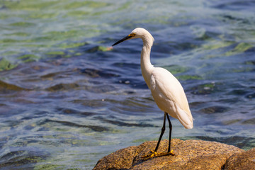 Heron