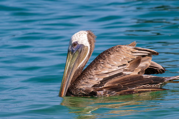 Pelican