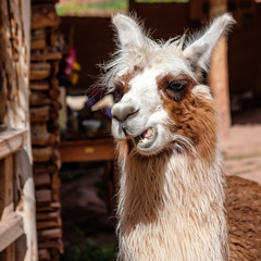 Fototapeta premium llama making a face