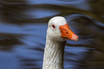 Goose