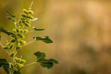 The Xantanian stumarium is a species of annual plants of the Asteraceae family.
