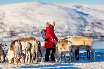 Young woman with reindeer