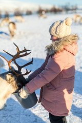Little girl feeding reindeer
