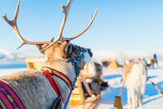 Fototapeta Reindeer in Northern Norway