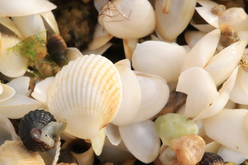 Bunch of white tiny seashells 