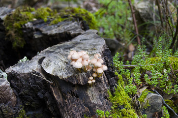 Funghi su tronco di albero