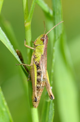 Green grasshopper's in the grass.