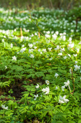 Wood anemone during Spring season in Finland on a sunny day