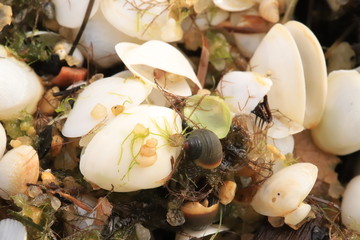 Bunch of white tiny seashells 
