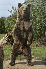 Brown bear standing upright © renatepeppenster