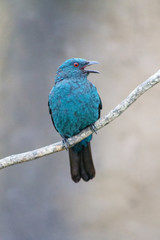 синяя птица с красными глазами сидит на ветке