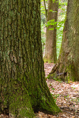 Trees in the forest standing in a row
