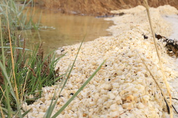 Bunch of white tiny seashells 