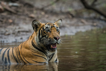 Fototapeta na wymiar In a monsoon season a male tiger resting in waterhole at Ranthambore National Park