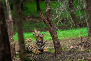 A male tiger sitting under shed of a tree in a rainy day In monsoon at Ranthambore National Park. Its amazing to see how this dry forest becomes lush green after rain.