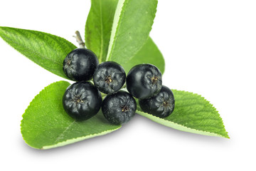 branch of ripe, black ashberry, isolate on white background,  close-up