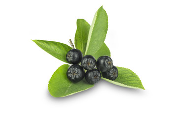 branch of ripe, black ashberry, isolate on white background
