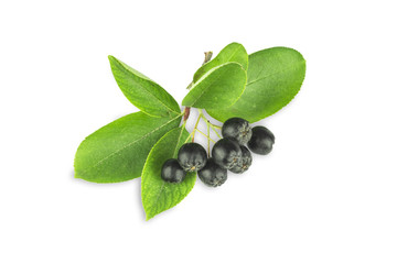branch of ripe, black ashberry