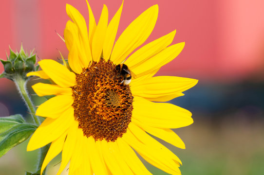bee on sunflower