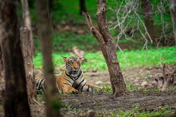 Fototapeta na wymiar A male tiger sitting under shed of a tree in a rainy day In monsoon at Ranthambore National Park. Its amazing to see how this dry forest becomes lush green after rain.