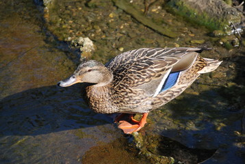 Female Mallard Duck