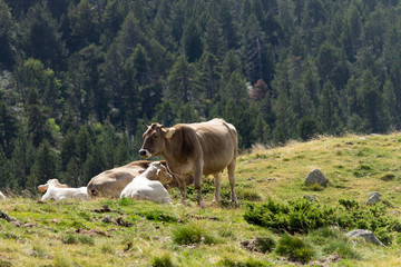 Brown Cow and White Calf