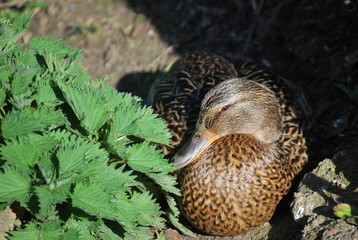 Female Mallard Duck