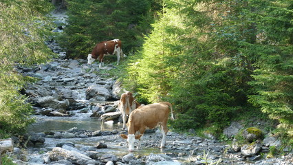 Kühe am Bach