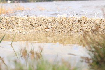 Bunch of white tiny seashells 