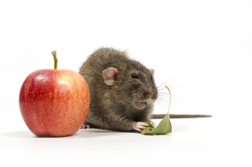 Rat and a red apple.